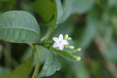 Rauvolfia densiflora